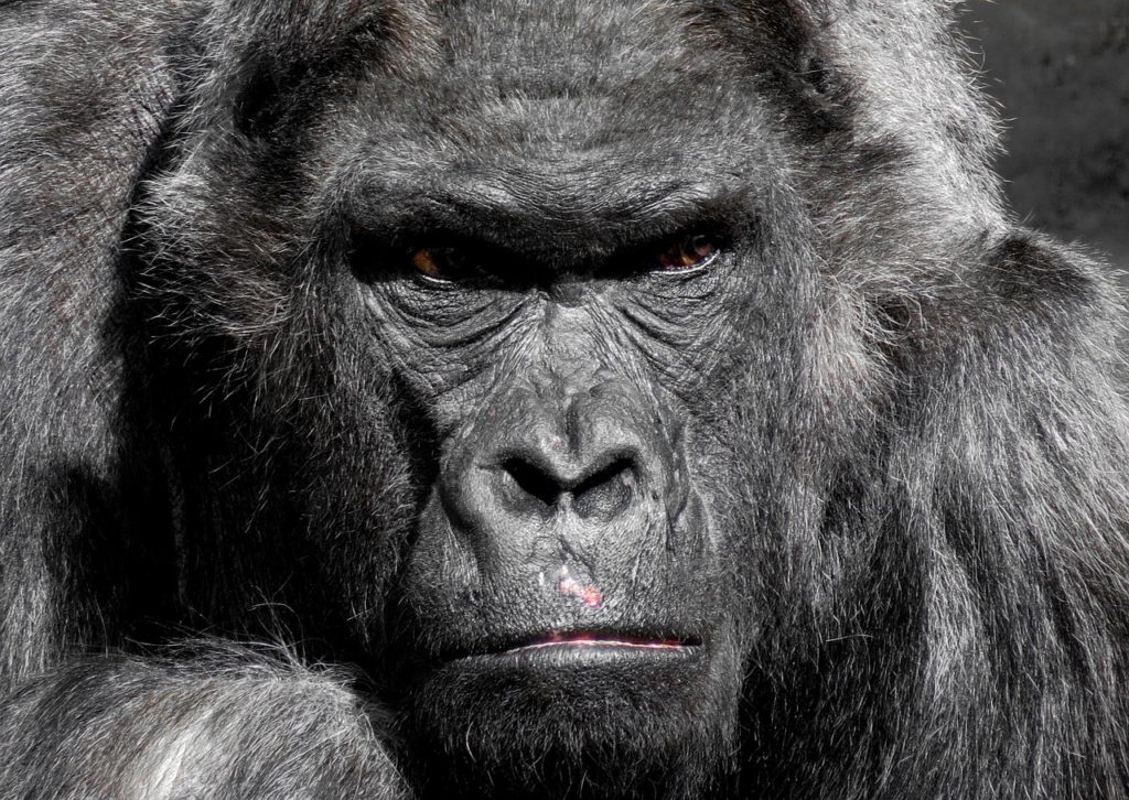 gorilla-752875_1280