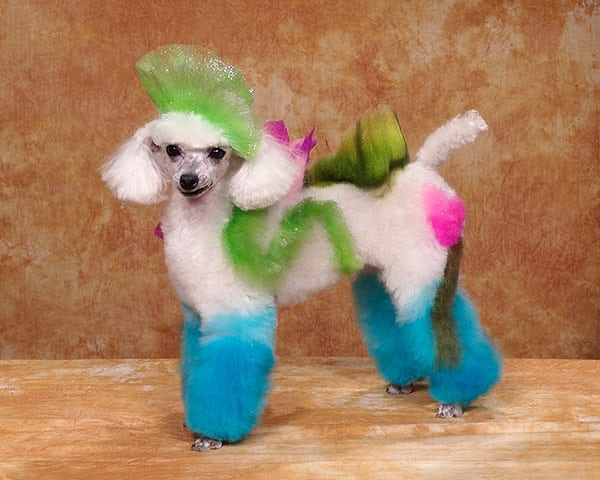 Poodle