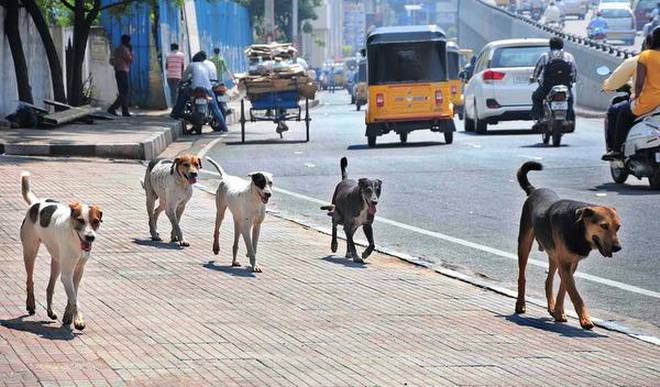 STRAY_DOGS_